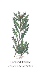 Blessed Thistle