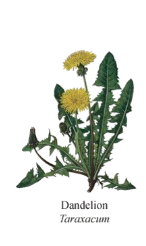 Dandelion