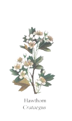 Hawthorn