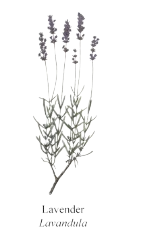 Lavender