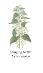 Stinging Nettle