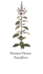 Passion Flower