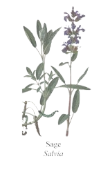 Sage